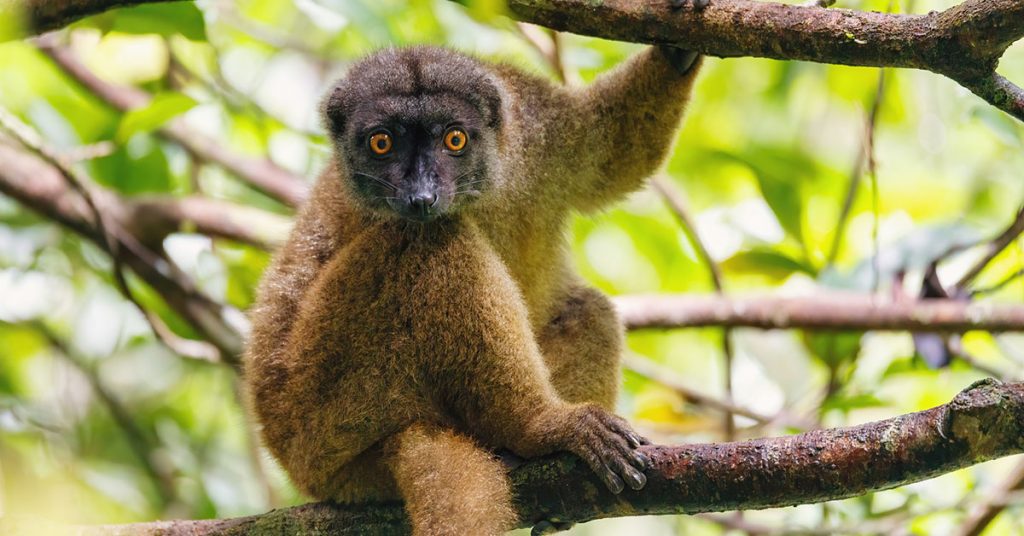 Lemur in Madagascar, a top French-speaking country